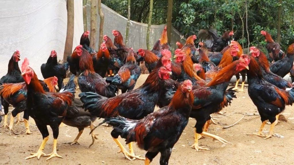 Mimpi Bapak Anang, Membangun Ayam Kampung Nasional
